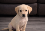 Akc British Lab puppy