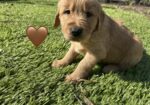Golden Retriever puppies