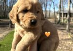 Golden Retriever Puppies