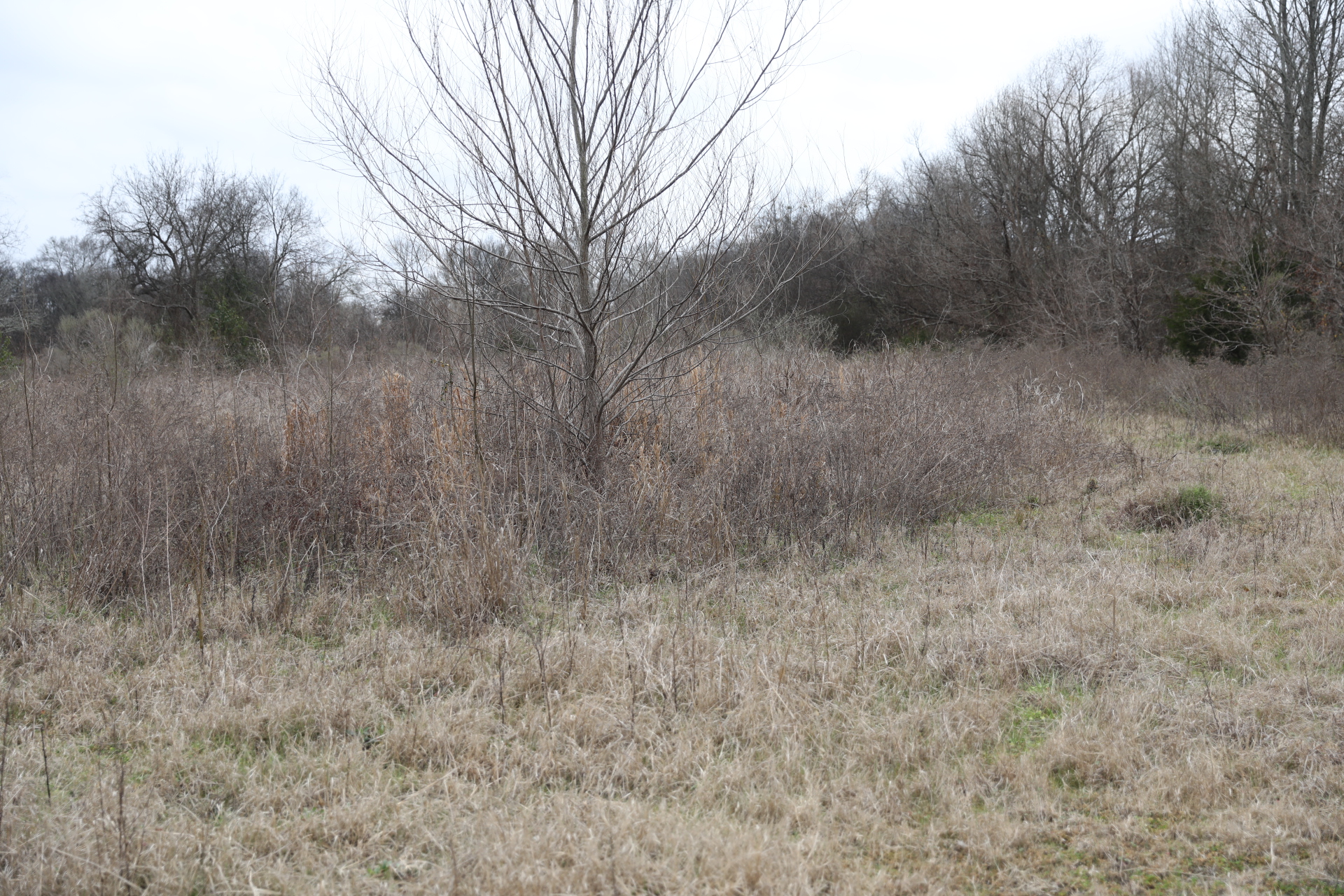 2.6 AC W. ACEDMY ST, CANTON, MS – $250,000