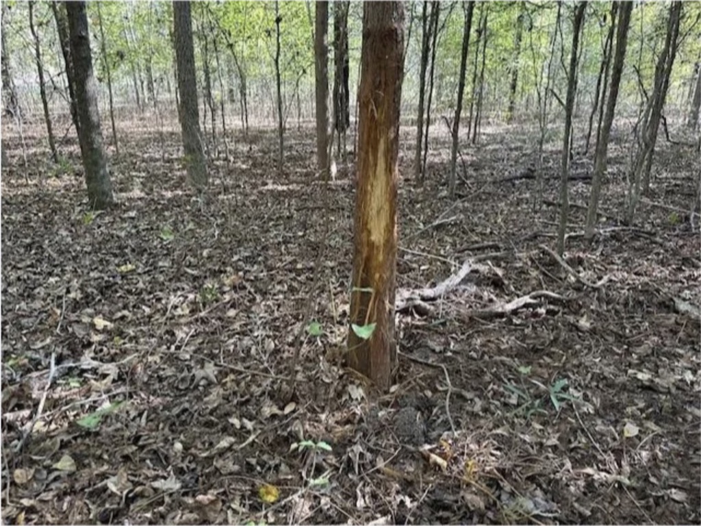 130 acres of Walk In Ready Great Hunting in Tensas Parish