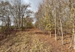 130 acres of Walk In Ready Great Hunting in Tensas Parish