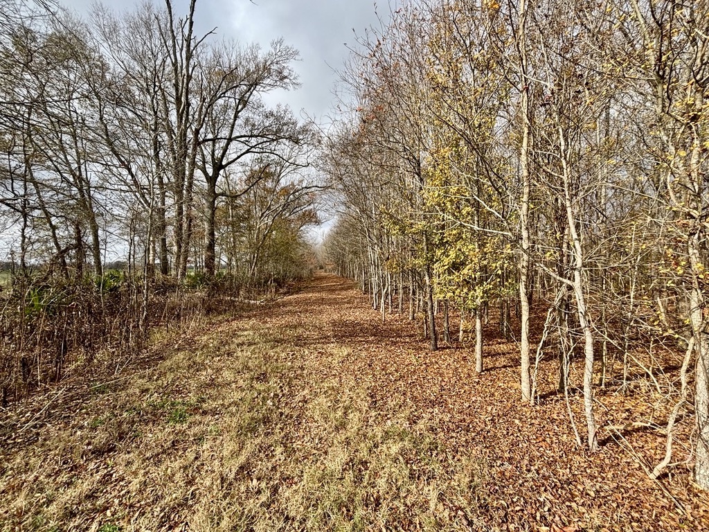 130 acres of Walk In Ready Great Hunting in Tensas Parish
