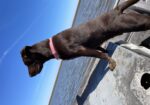 AKC Chocolate Labs