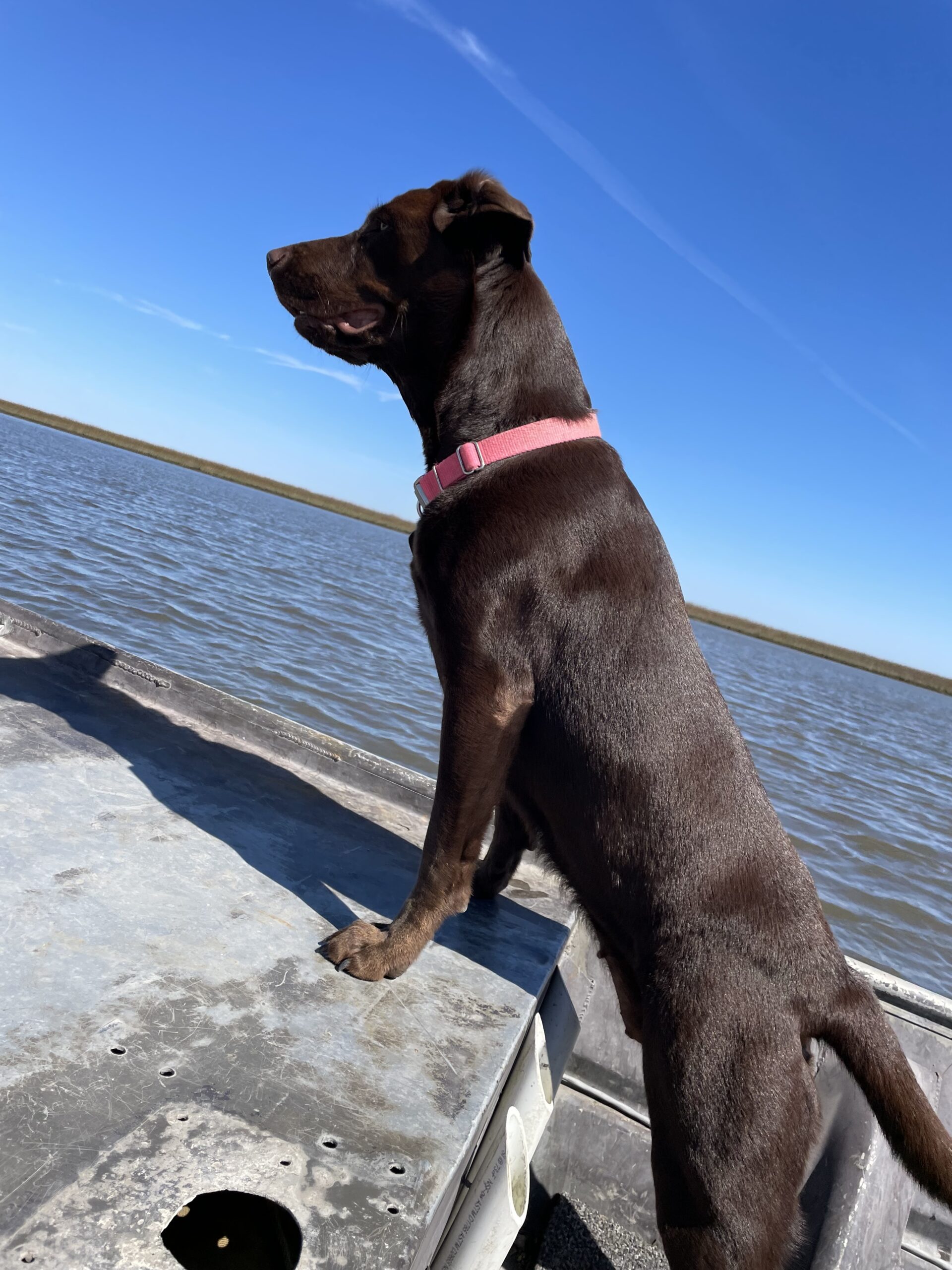 AKC Chocolate Labs