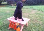 Registered Lab puppies for sale