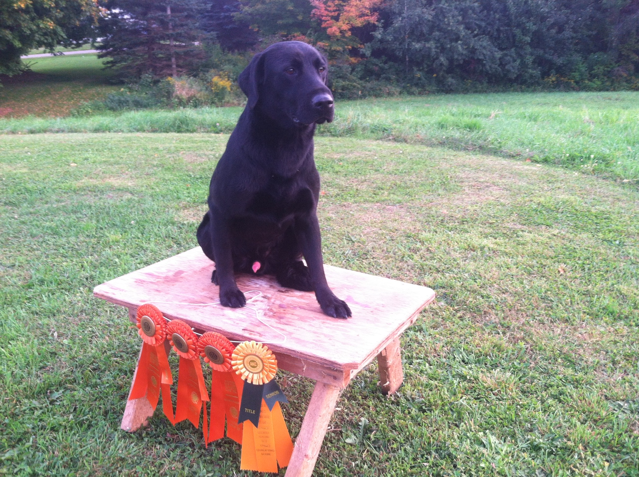 Registered Lab puppies for sale