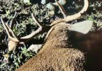 344 acres of hunting land in Eudora, AR