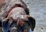 AKC Chocolate Labs