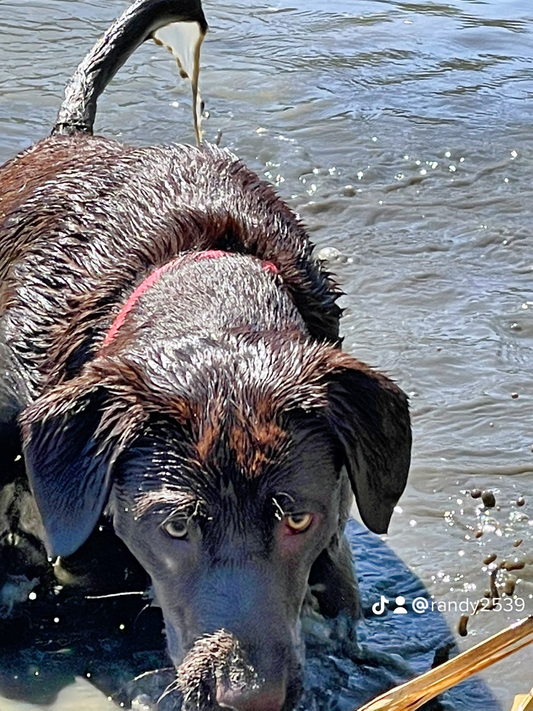 AKC Chocolate Labs