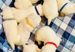 AKC Yellow/White and Black Lab Pups