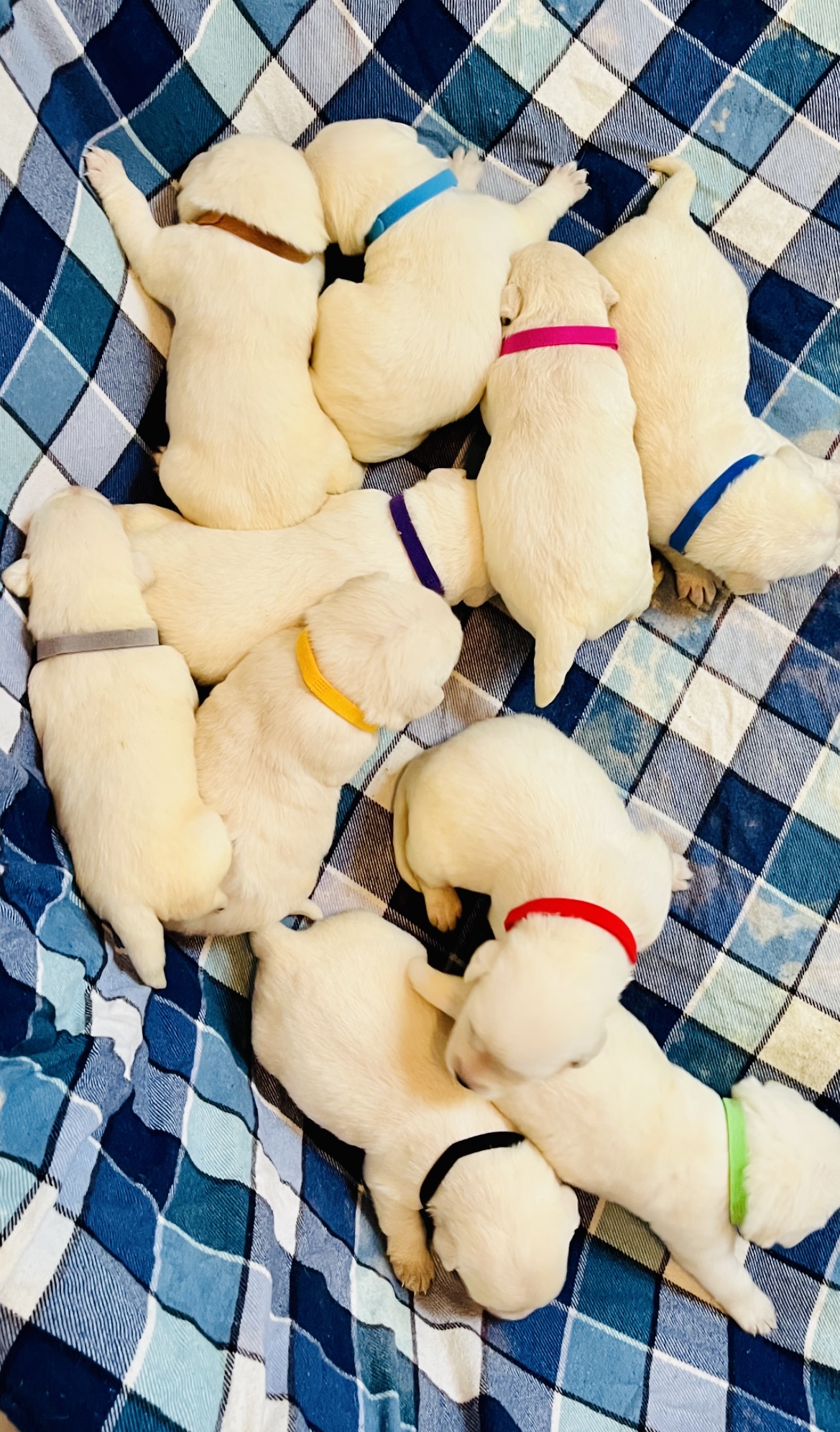 AKC Yellow/White and Black Lab Pups