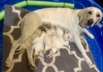 AKC Lab Labrador Retriever Pups