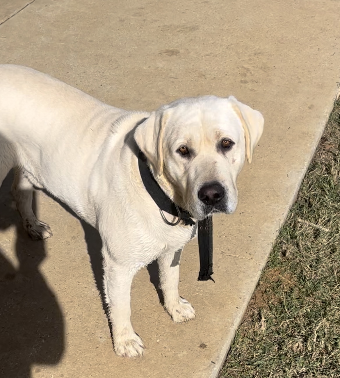 AKC Yellow/White and Black Lab Pups