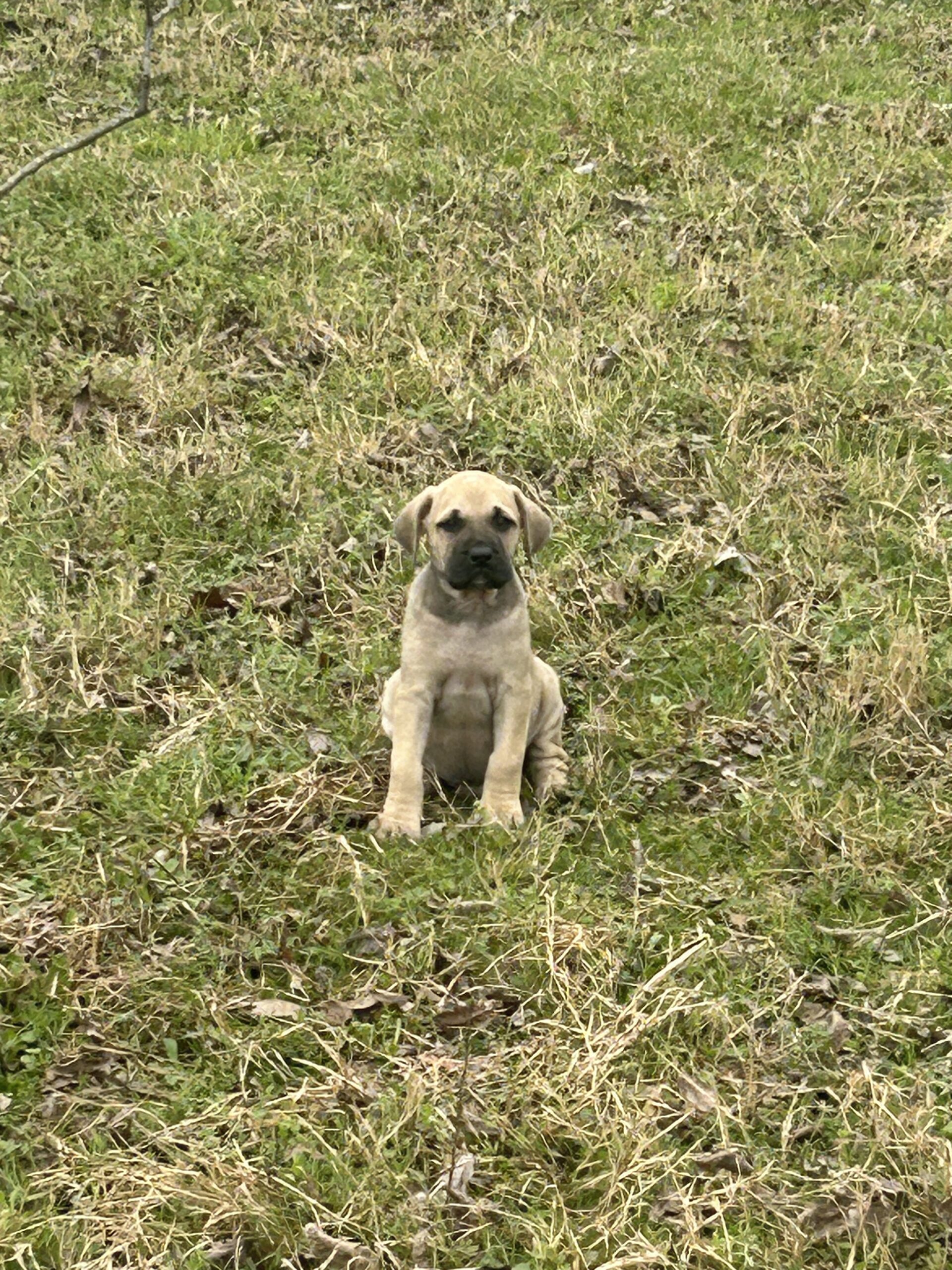 Black Mouth Cur/Mastiff puppies