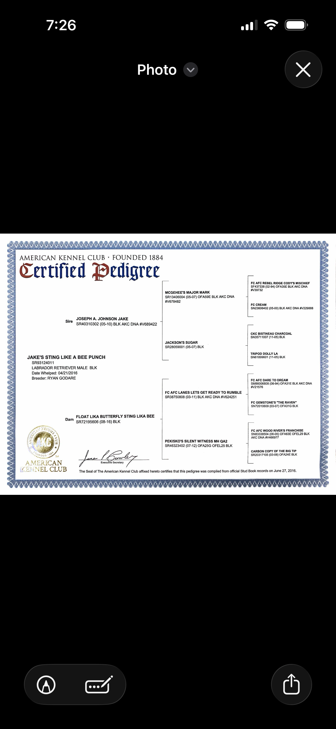 Registered Lab puppies for sale