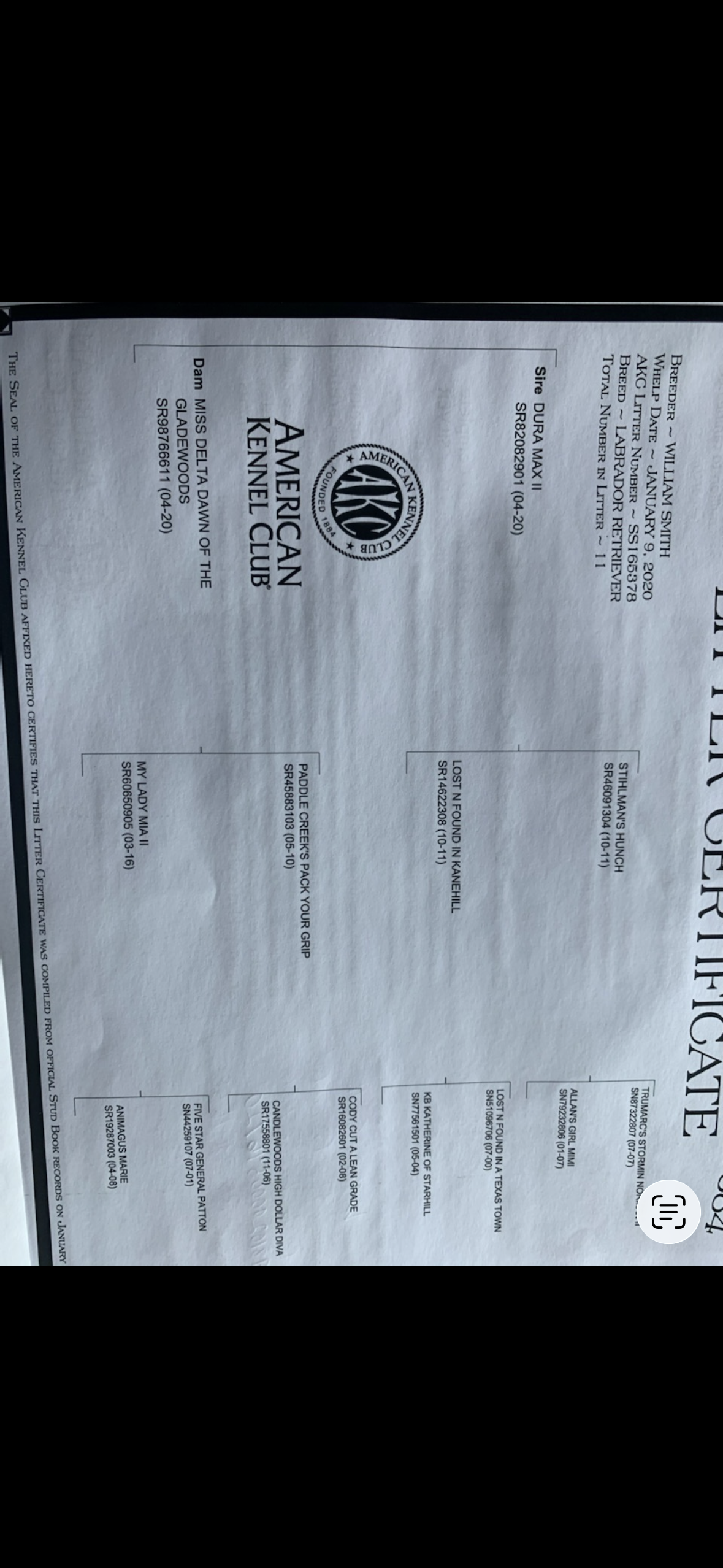 Registered Lab puppies for sale