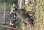 AKC Chocolate Labs