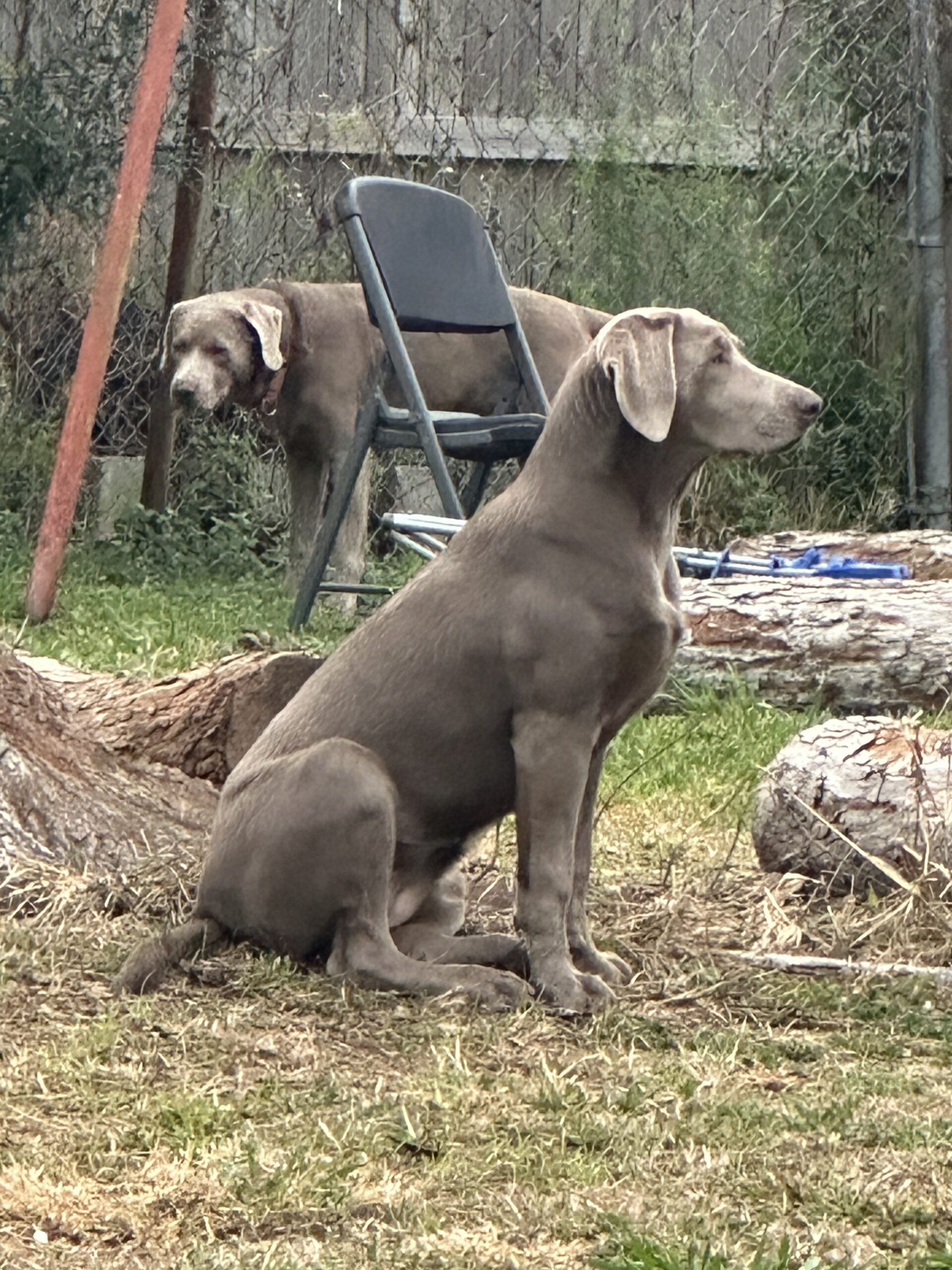 AKC Chocolate Labs