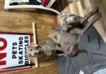 AKC Chocolate Labs