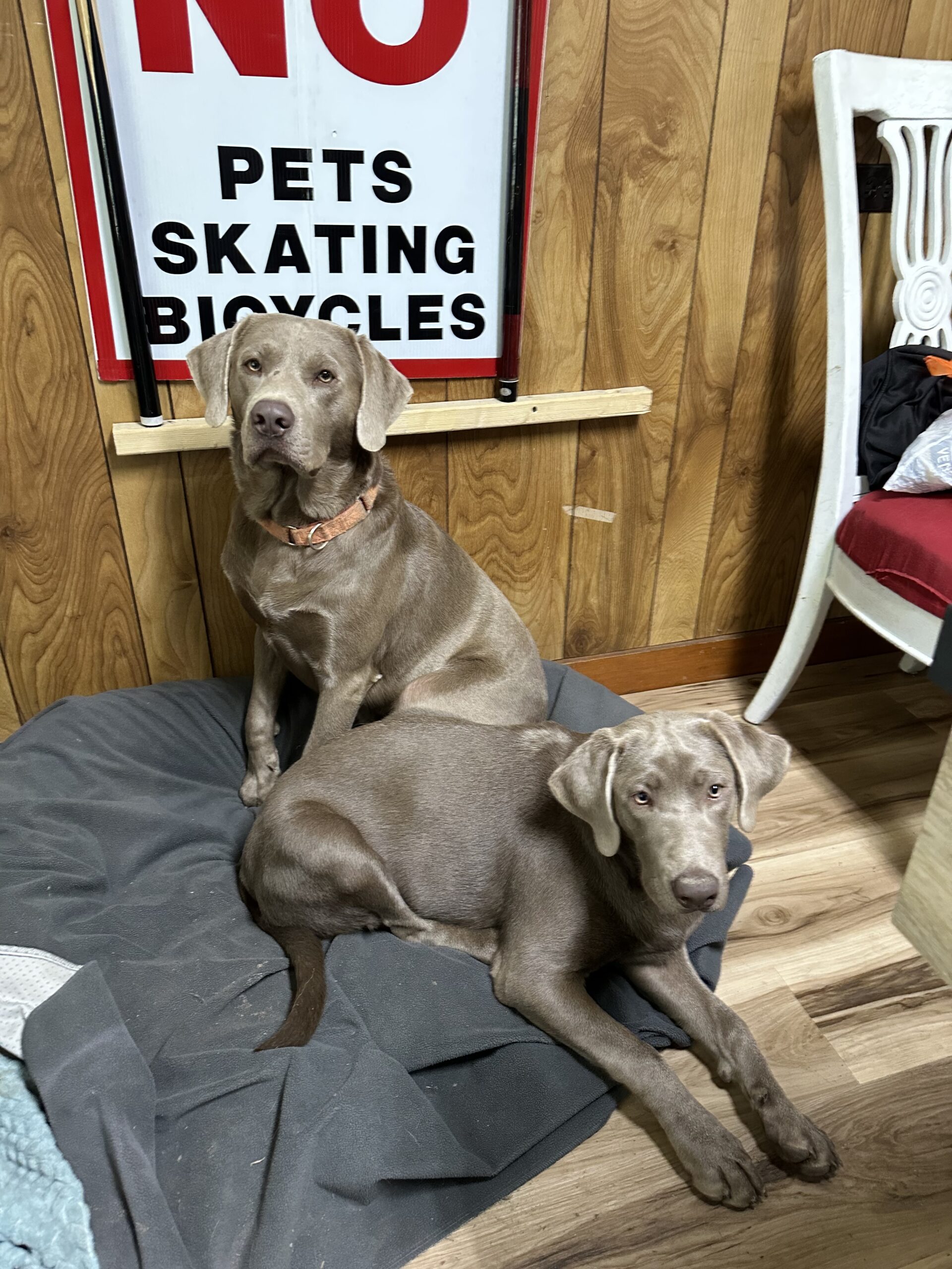 AKC Chocolate Labs