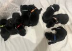 AKC Yellow/White and Black Lab Pups