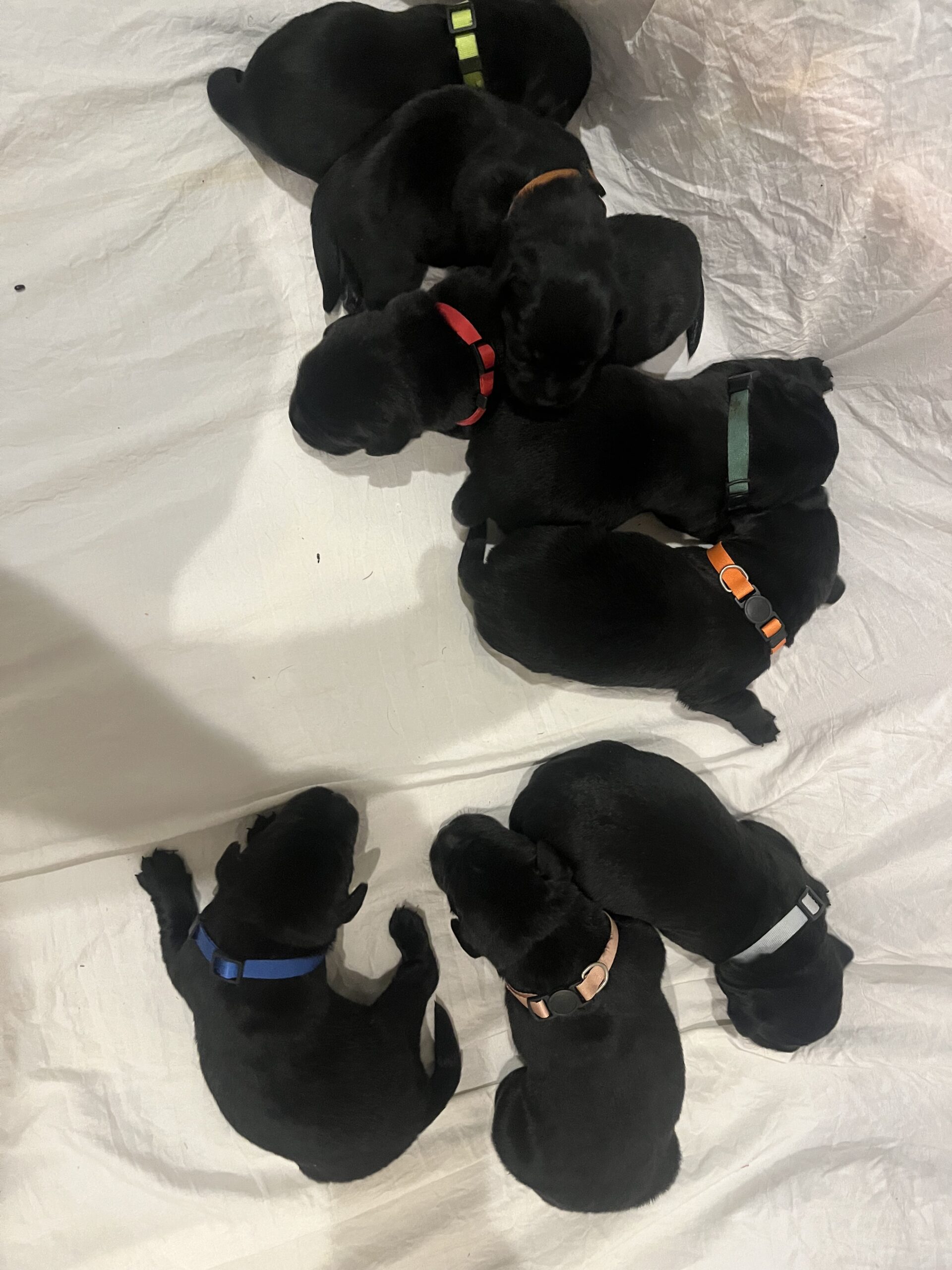 AKC Yellow/White and Black Lab Pups