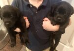 Black Lab Pups AKC