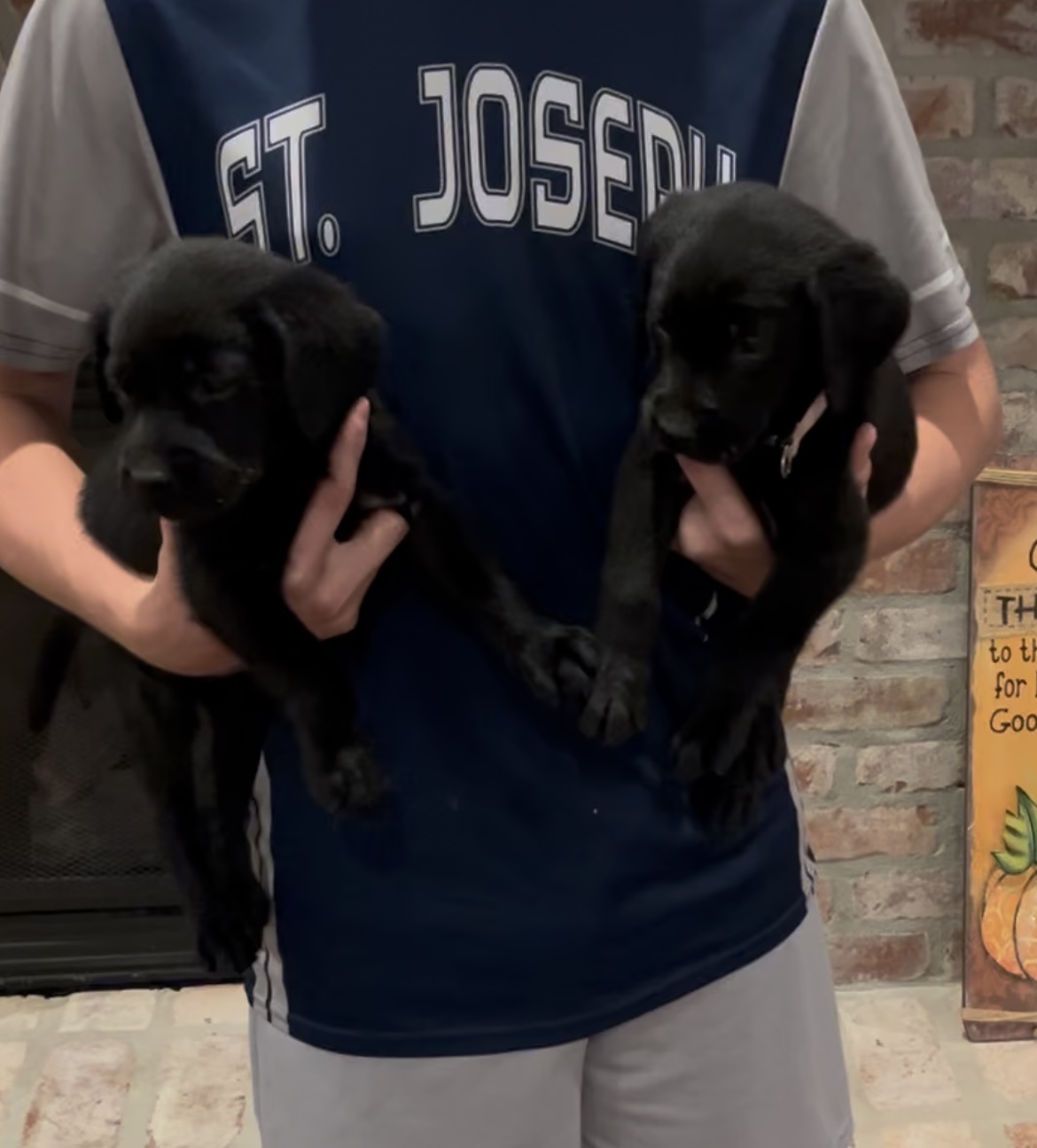 Pure Bred AKC Louisiana Lab Pups