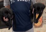 AKC Labrador Retriever Pups