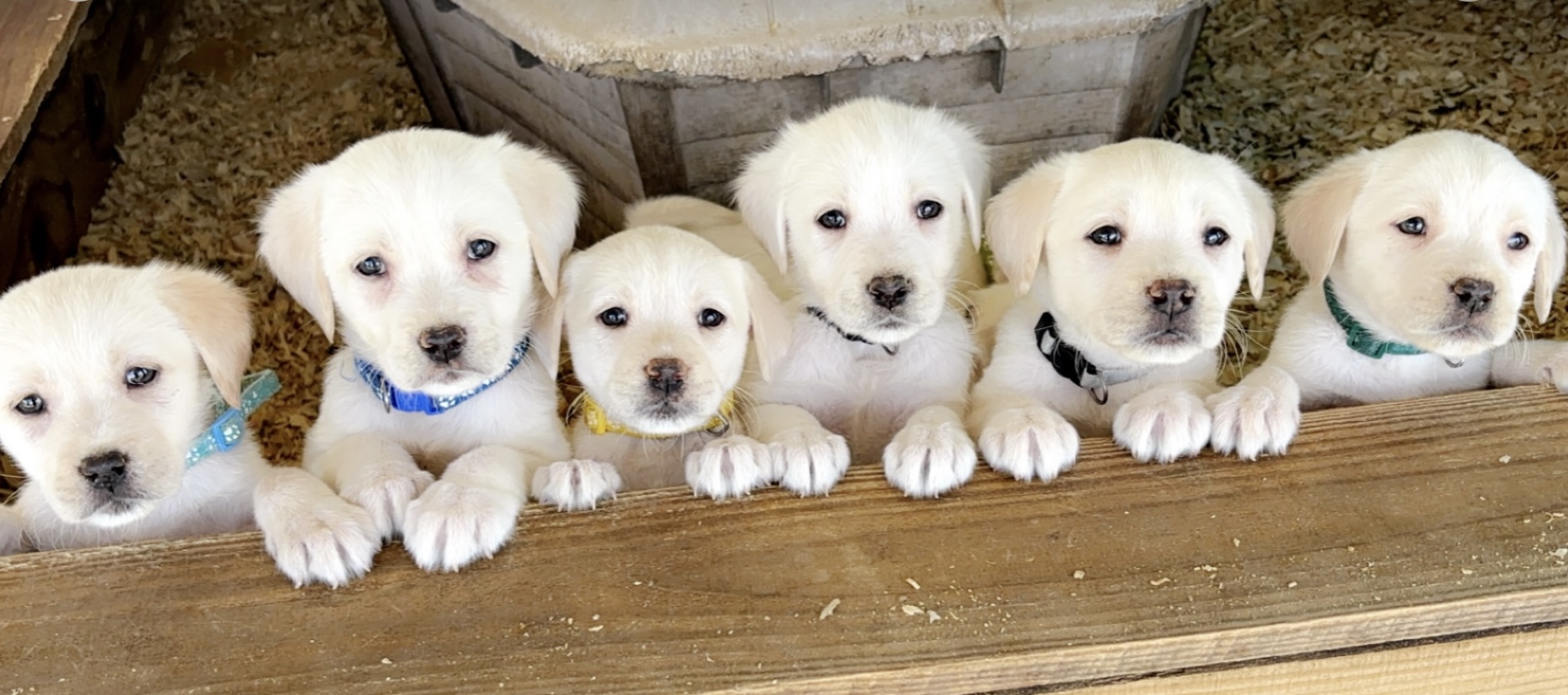 White / Yellow Lab Pups AKC
