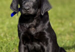 Black Labrador retrievers