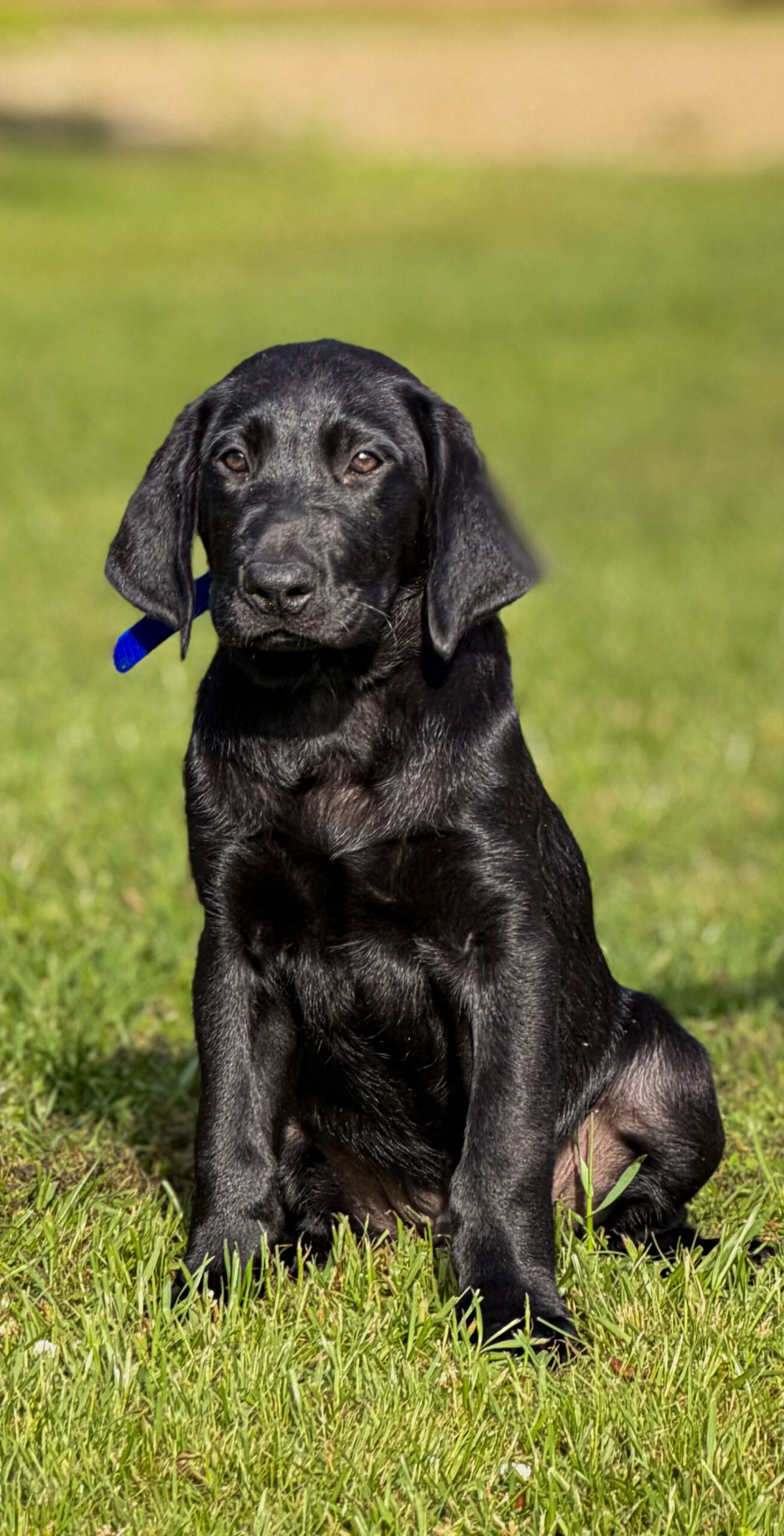 Black Labrador retrievers