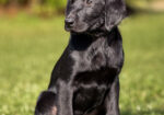 Black Labrador retrievers