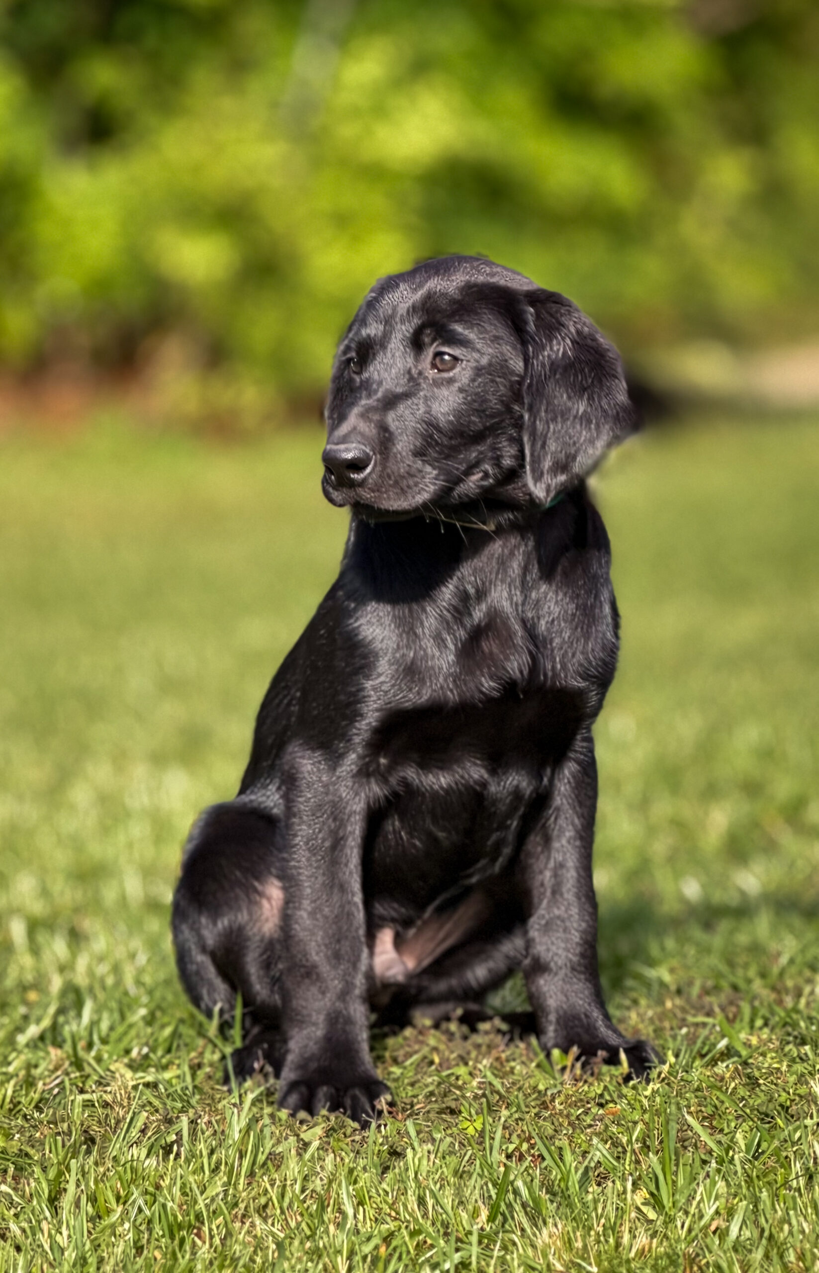 Black Labrador retrievers
