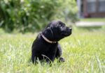 AKC Registered Labrador Retriever Puppies