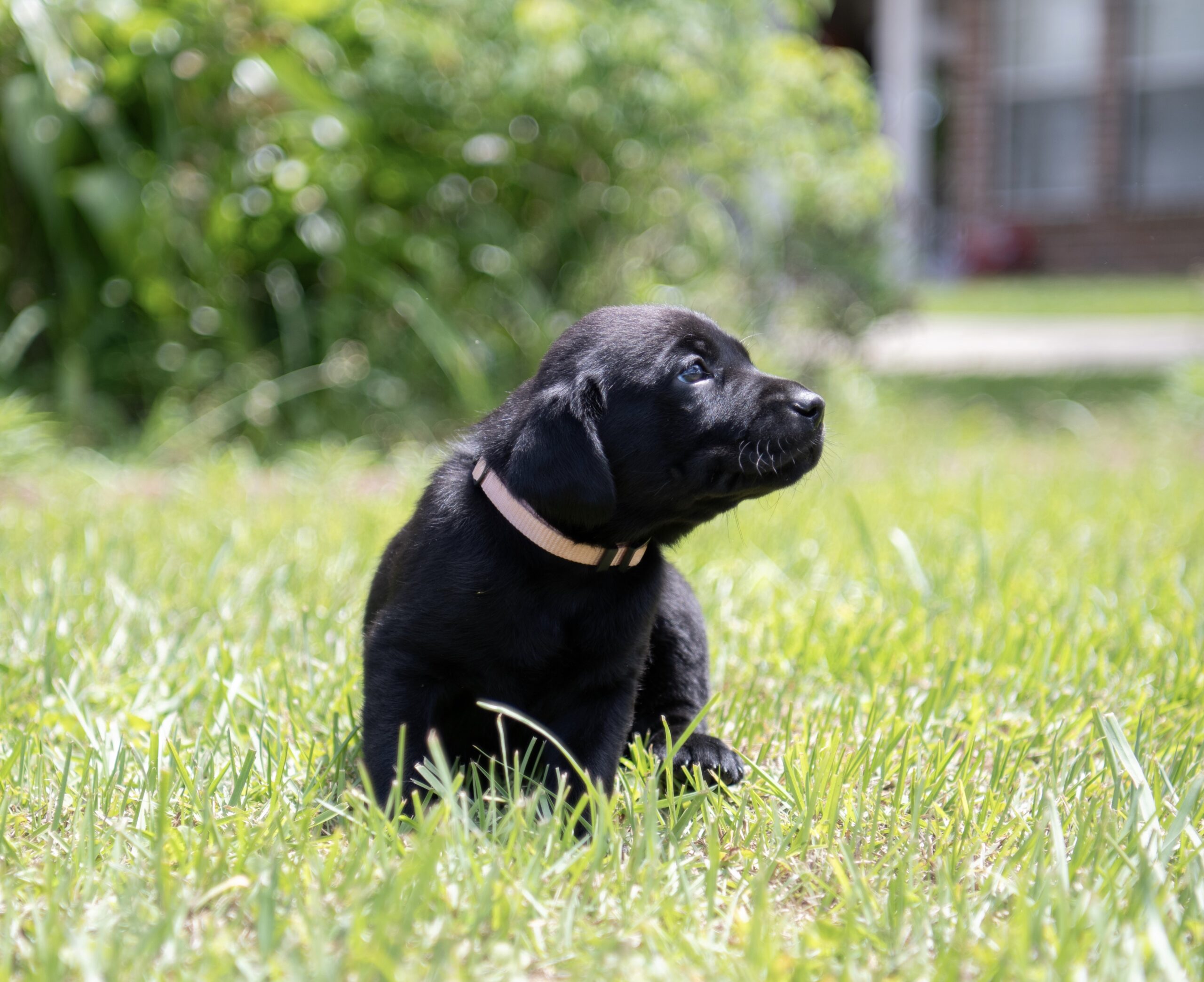 AKC Registered Labrador Retriever Puppies