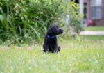 AKC Registered Labrador Retriever Puppies