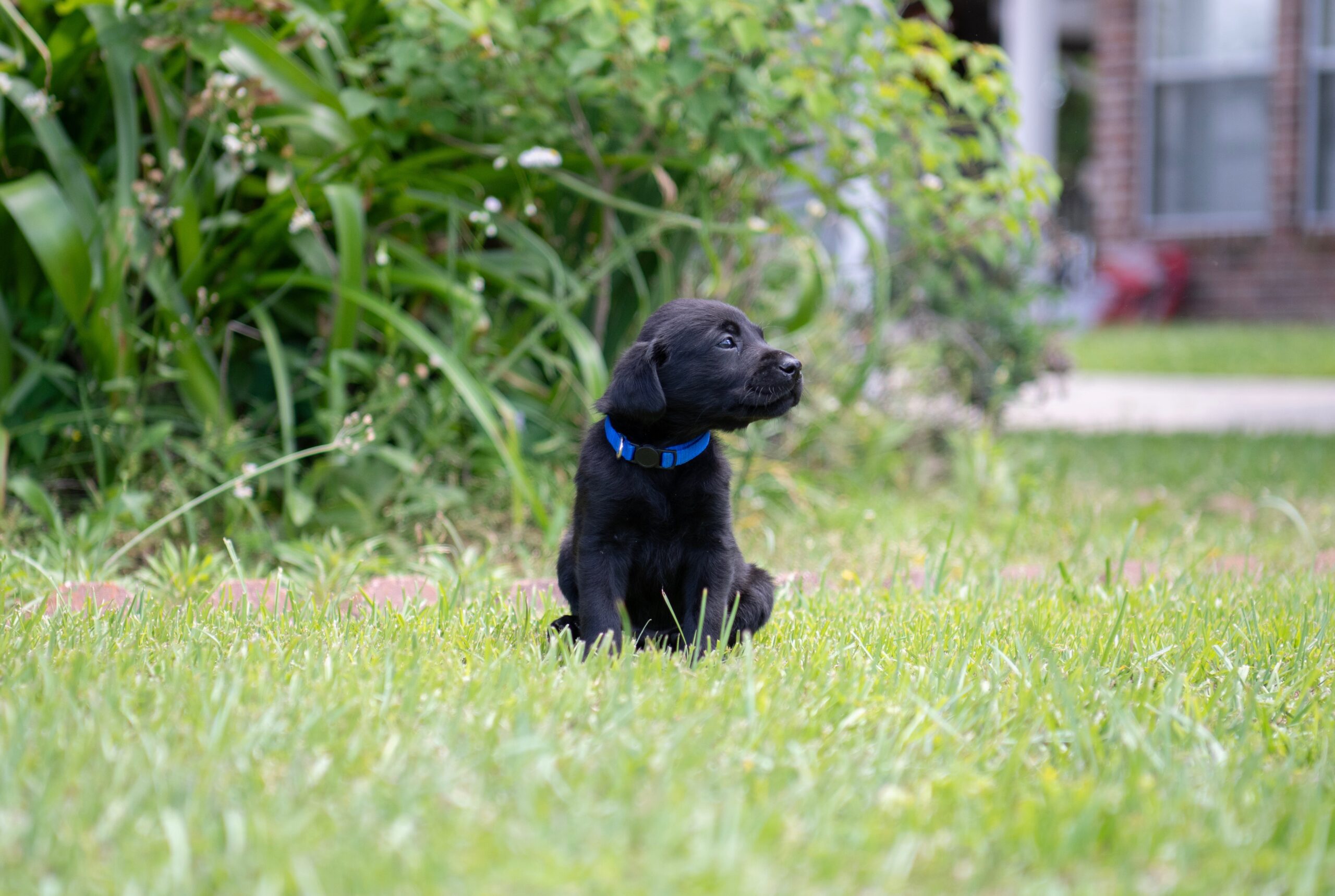 AKC Registered Labrador Retriever Puppies