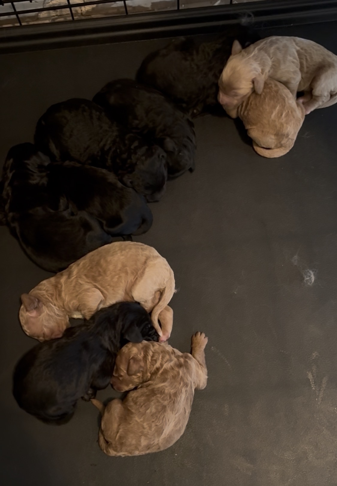 F1B Standard Goldendoodle Puppies