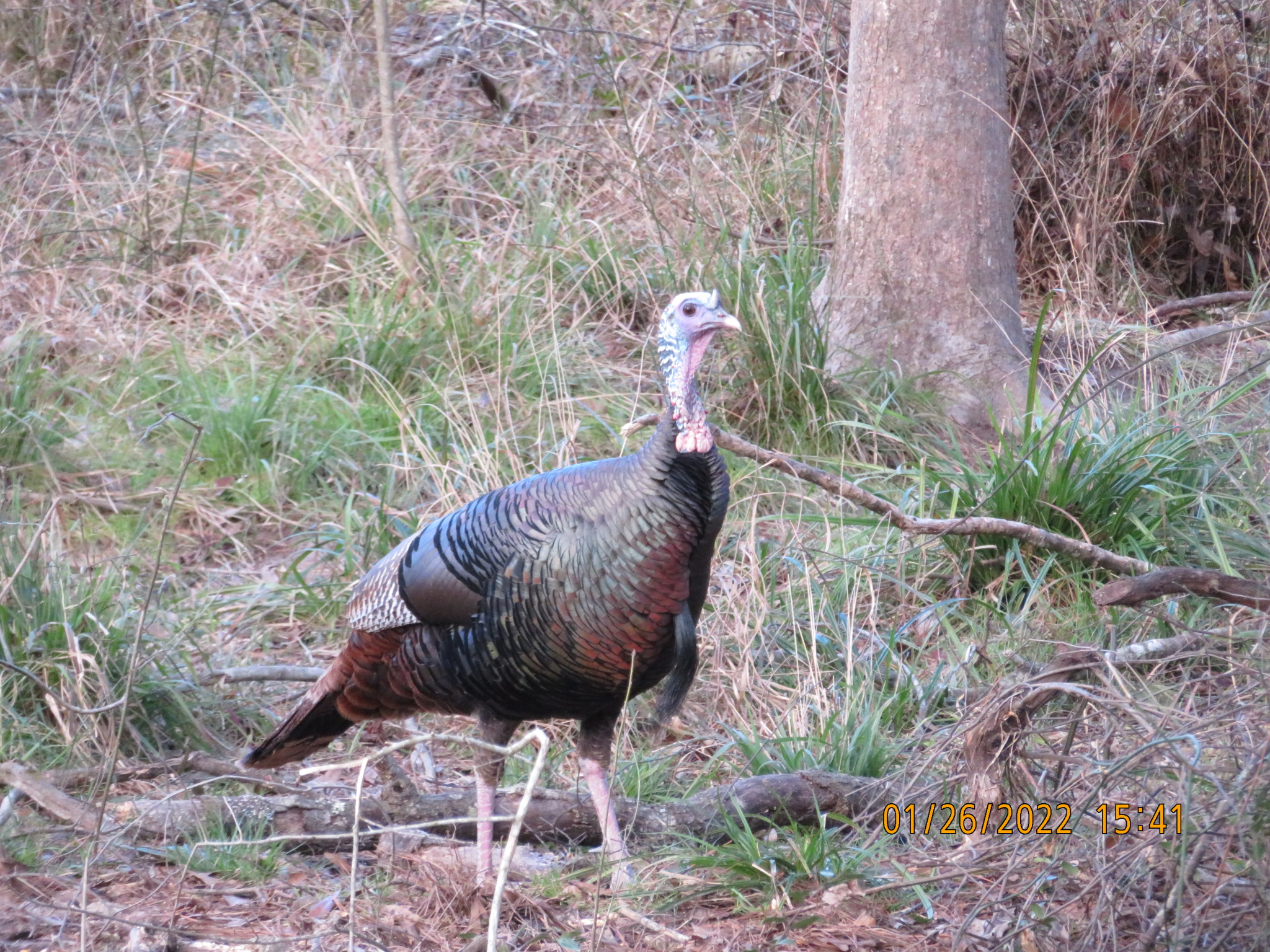 Coon Creek Hunting Club- Walker, Louisiana- Nearby Denham Springs- 1 Hour 20 Minutes from Metairie-
