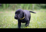 AKC Registered Labrador Retriever Puppies