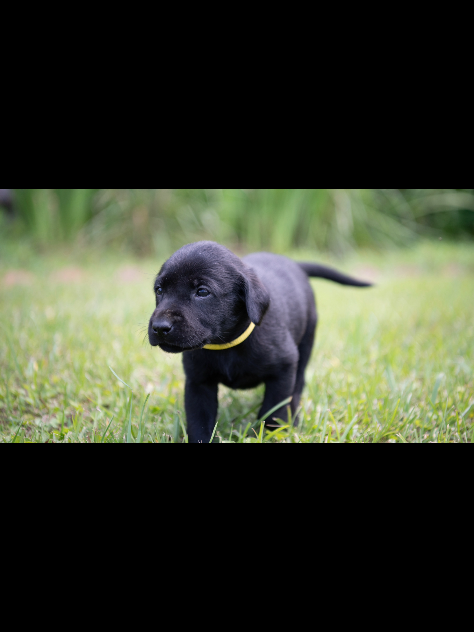 AKC Registered Labrador Retriever Puppies