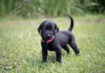 AKC Registered Labrador Retriever Puppies