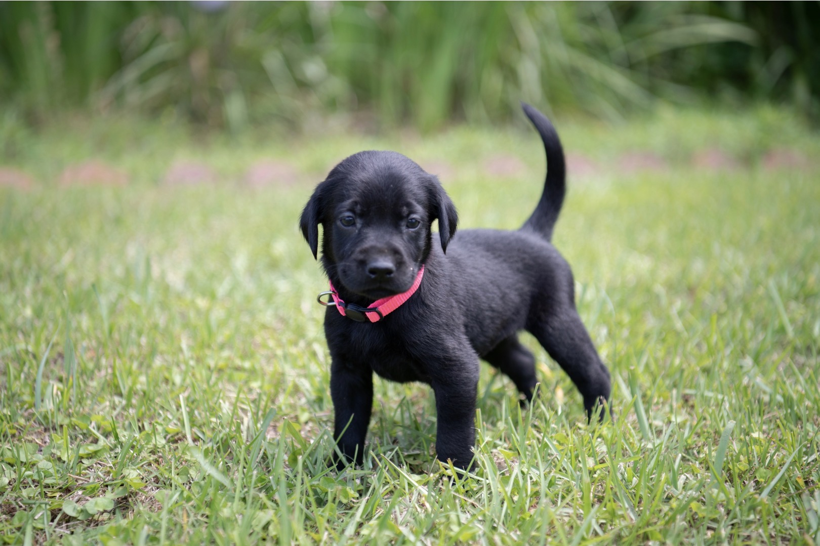 AKC Registered Labrador Retriever Puppies