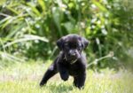 AKC Registered Labrador Retriever Puppies