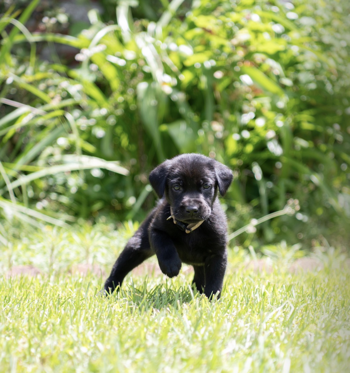 AKC Registered Labrador Retriever Puppies