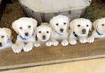 Yellow and White Lab Pups
