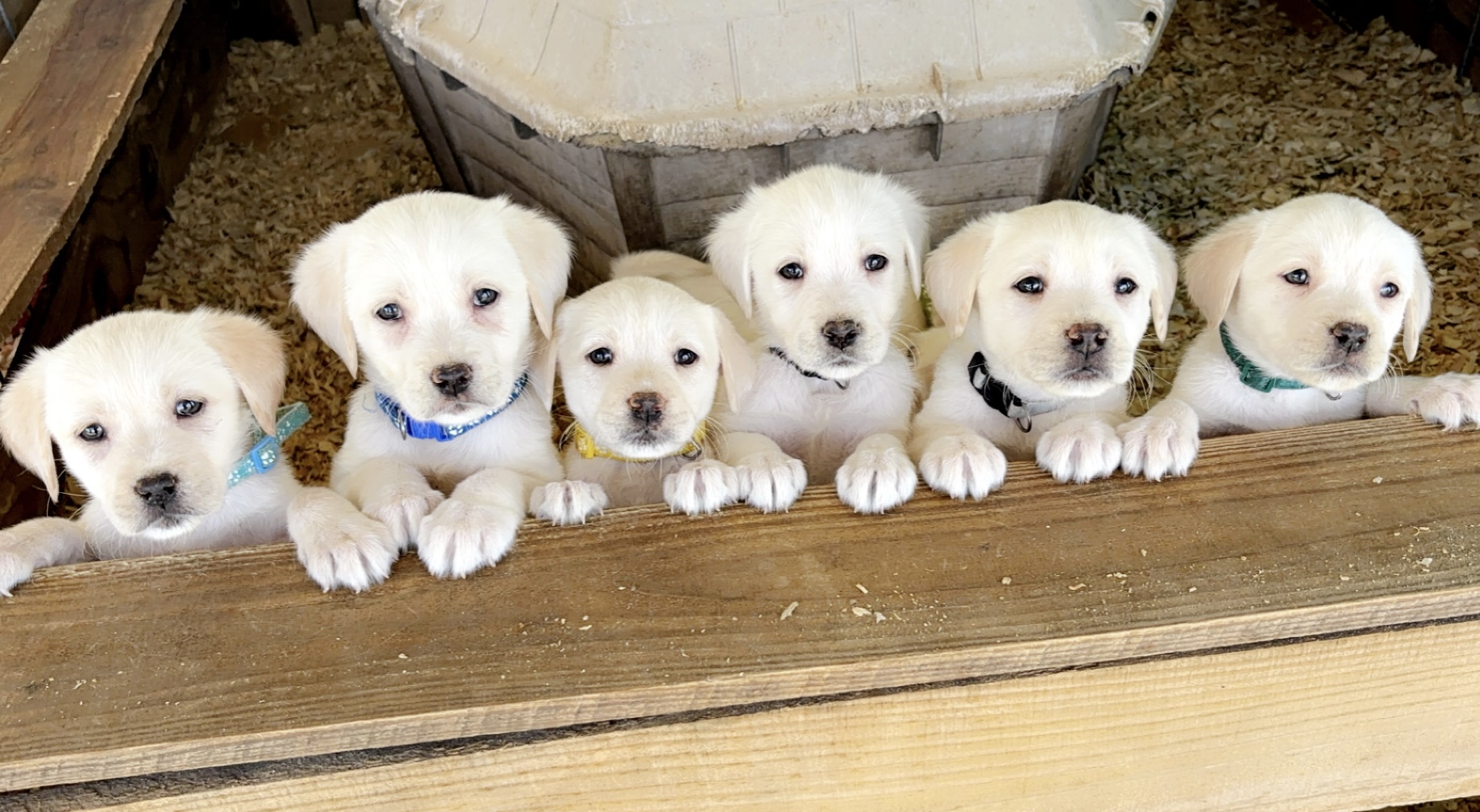 Yellow and White Lab Pups