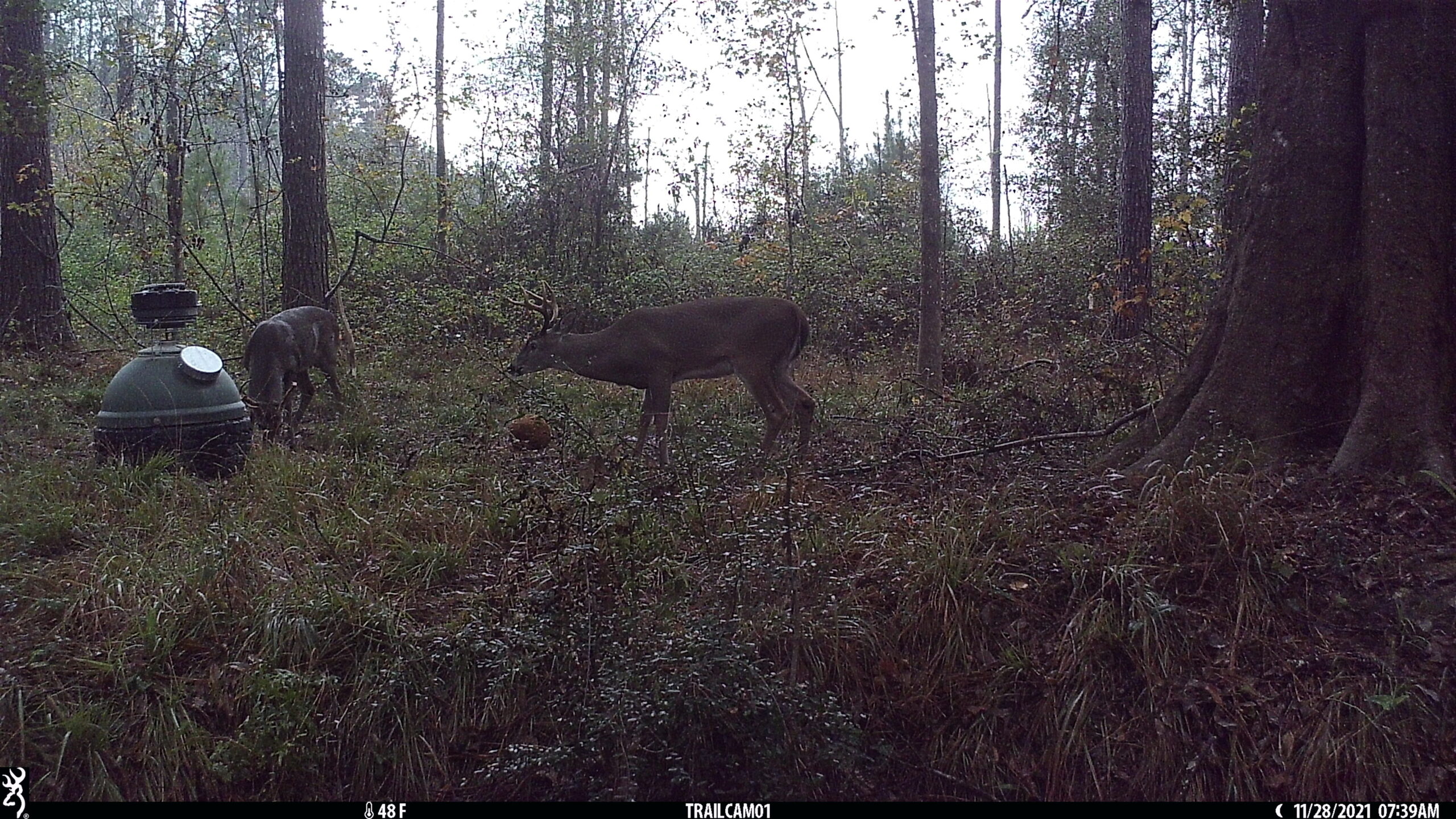 Coon Creek Hunting Club- Walker, Louisiana- Nearby Denham Springs- 1 Hour 20 Minutes from Metairie-